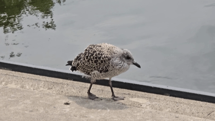 20250714 jonge meeuw op vlot